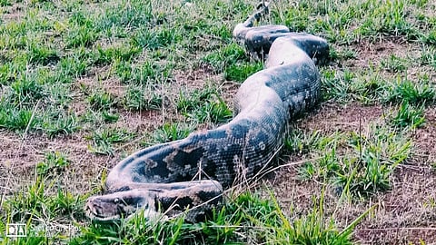 अबब!...सातारा जिल्ह्यात आढळले 40 किलाेचे अजगर; प्राणिमित्रांनी वाचवला जीव