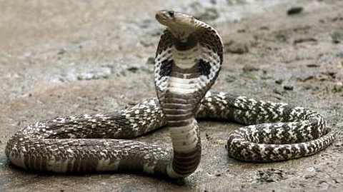 Snake Friend Unauthorized exposed death of a young man