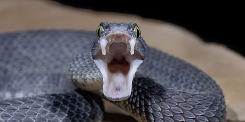 Doctors dreams come to an end after being bitten by a poisonous snake snake bite story