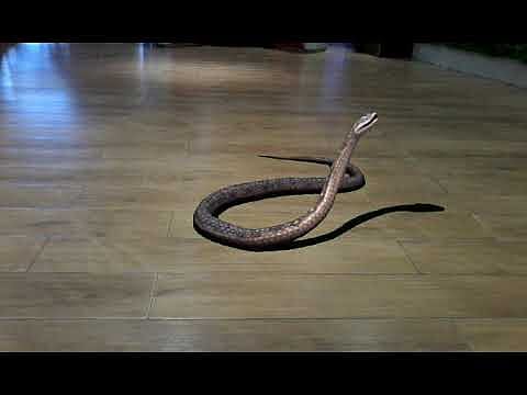 school snake