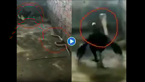 brave hen saves her chicks fighting cobra video goes viral