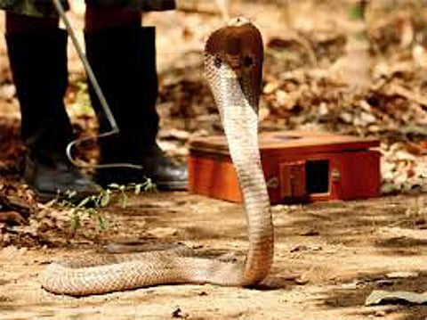 snake