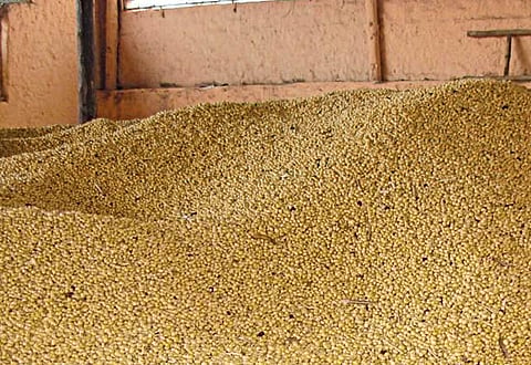 soybean rate decreases in amravati