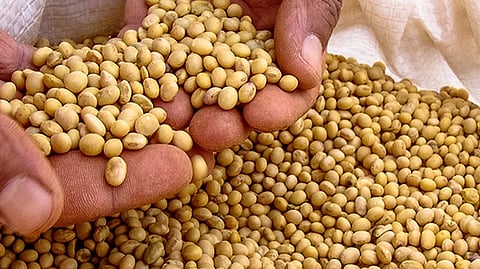 Rates collapsed of tur dal and soybeans import policy farmers amravati