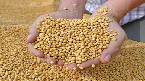 Soybean price