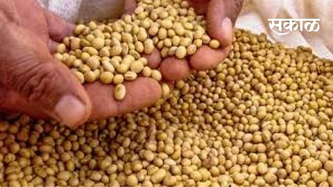 In Vidarbha including Akola district, soybean is the most sown crop in kharif