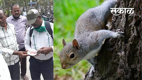 squirrel