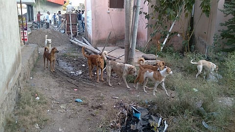stray dogs