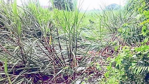 Loss Of Sugarcane In An Area Of One Thousand Hectares Kolhapur Marathi News