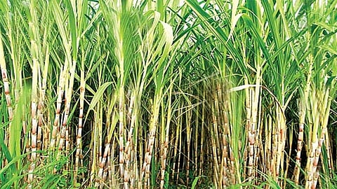 sugarcane field has increased by one thousand hectares
