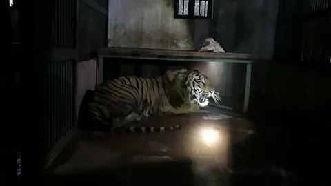 तीन वाघिणींचा सुलतान मुंबईत दाखल..