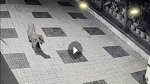 suyash hospital leopard.jpg