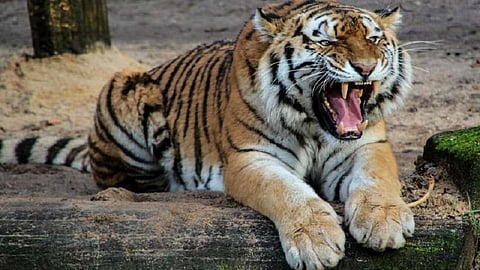 how maharashtra government will transfer tigers to gadchiroli