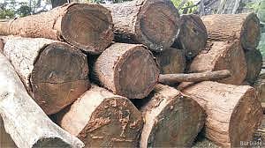 Hundred crore business stalled in Timber City