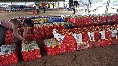 tomato