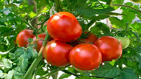 tomatoes.jpg