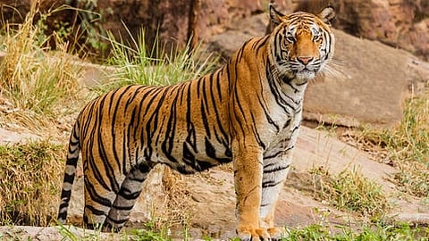 Twelve tigers die Maharashtra State in six months