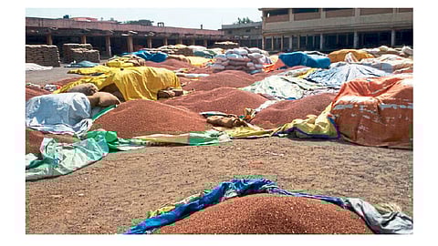 10 लाख क्विंटल तुरीचे करायचे काय?