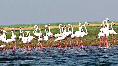 उजनी जलाशय : पर्यटनाचे नवे डेस्टिनेशन