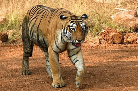 उमरेड ः तालुक्यातील उमरेड -क-हांडला परिसरातील वाघाचा मुक्त वावर.