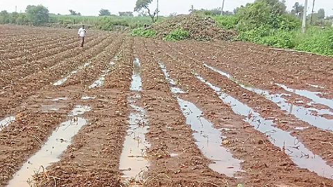 It was difficult to get the ripe yam out of the field