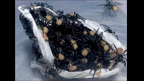 warning not faint hearted dozens spiders emerge egg case video goes viral
