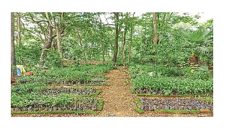 The look of the university nursery changed