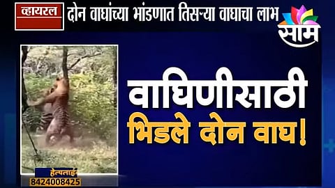 Viral Satya Video Tiger fighting
