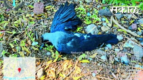 शहादा तालुक्यातील धुरखेडा येथे विस कावळे मृतावस्थेत सापडले