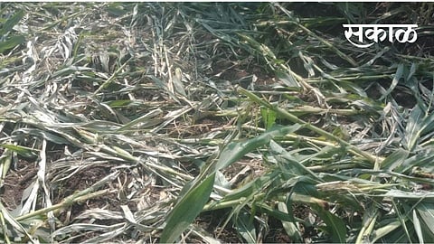 जंगली प्राण्यांनी भऊर शिवारात मका पिकांचे केले नुकसान