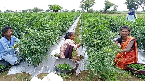 वालसावंगी : हिरवी मिरची तोडणी करताना. 