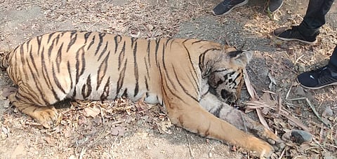 dead tiger was found in Sonegaon Shivara of Yavatmal district
