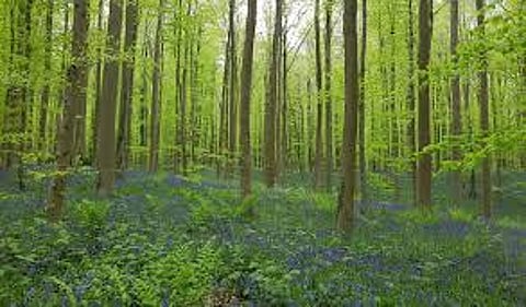 indian rangers association opposes to gondwana forestry