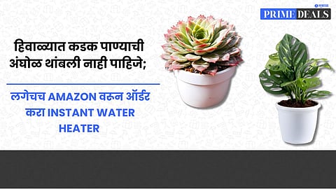 Indoor Plants for Home