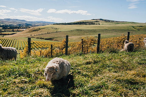 Wine Region