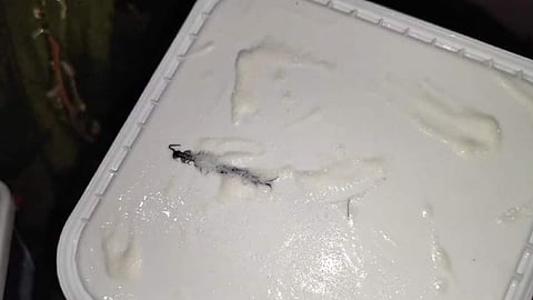 1/2 In Noida, Deepa Devi discovered a centipede in an Amul Vanilla Magic ice cream tub ordered online from Blinkit
