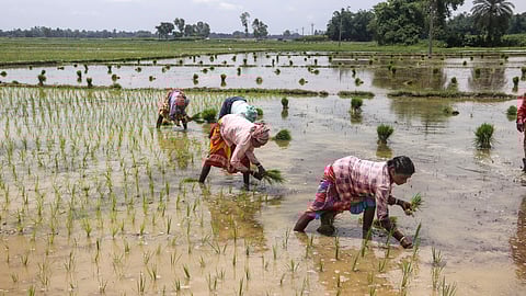 Economic survey urges immediate agricultural reforms to boost India's growth