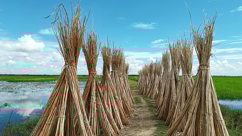 Trinamool MP Sukhendu Sekhar Ray urges PM Modi to address jute sector crisis affecting farmers