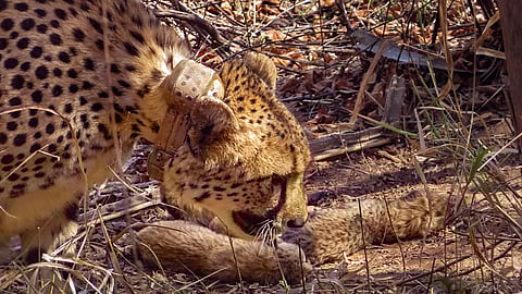Female cheetah Gamini with its newly born cubs at Kuno National Park in Sheopur, Madhya Pradesh