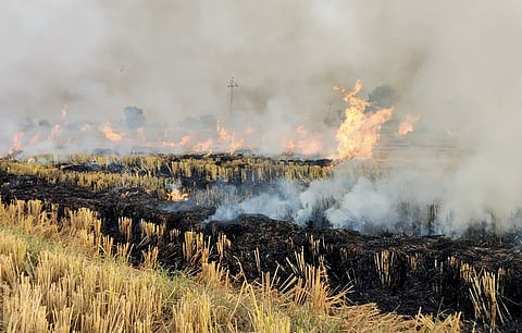 SC pulls up Punjab & Haryana governments over stubble burning; raps union govt's laws as 'toothless'