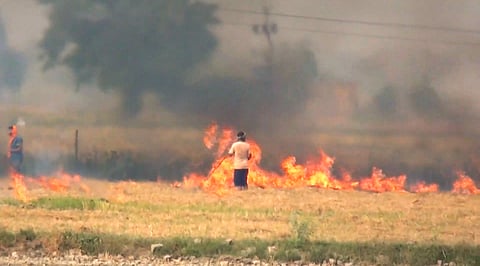 Haryana govt says stubble burning incidents down 29 pc this year