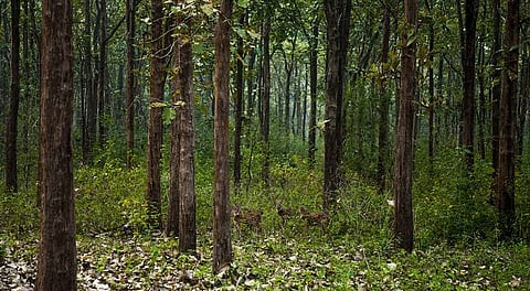 Forest and tree cover now constitutes 25.17% of India's geographical area