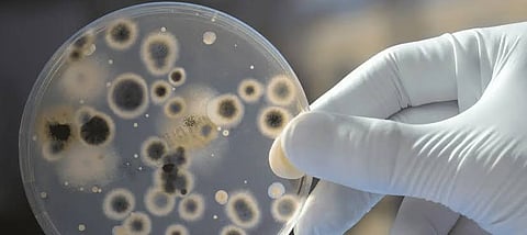 Why do disinfectants only kill 99.9% of germs? Here’s what science says