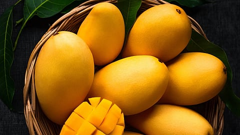 From Gir to Global: Gujarat’s Kesar mangoes redefining India’s mango trade