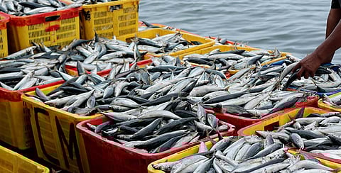 Centre to unveil Rs 255 crore worth of fisheries projects at coastal states meet on April 28