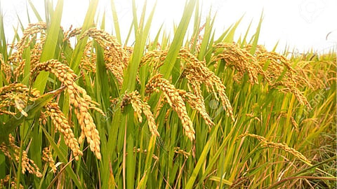 Punjab announces formation of subcommittee for procurement of paddy crops