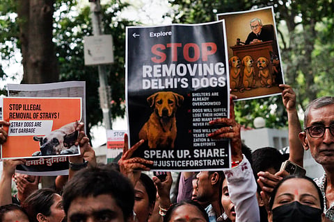 SC says whole problem due to 'inaction' of local authorities, reserves order on stray dogs matter