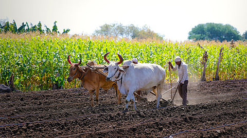 Economic Survey calls for urea price hike, direct cash transfer to farmers