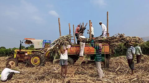 Amid ongoing debates over Ethanol, India's sugar output jumps 28% in 2025-26