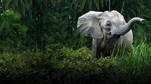 'Courts will lean toward animals who are silent victims of commercial ventures', says SC